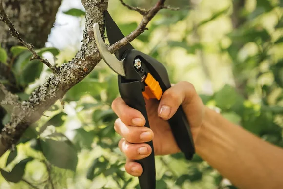 Hand mit Gartenschere schneidet Ast